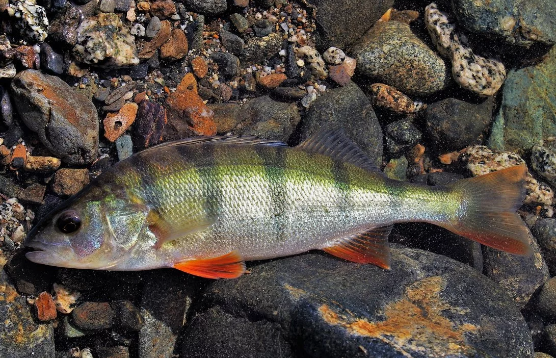 Riverperch